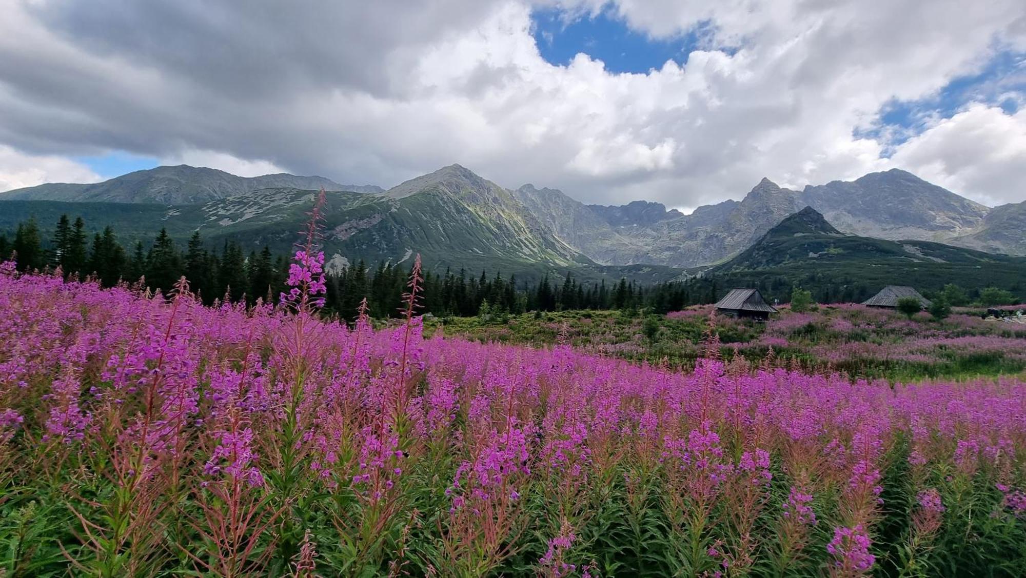 Chatka Gazdzinek Чарна-Гура Экстерьер фото